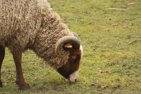 Овцы Ягнята Грязных Пальто Ранних Весенних Полях — стоковое фото