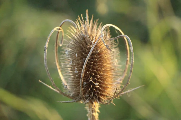 Rilliante Herfstplanten Branden Fel Maar Kort Met Vlammende Kleuren — Stockfoto