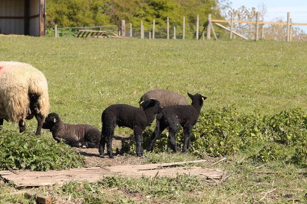 Schafe Und Lämmer Mit Matschigen Mänteln Auf Den Frühjahrsfeldern — Stockfoto