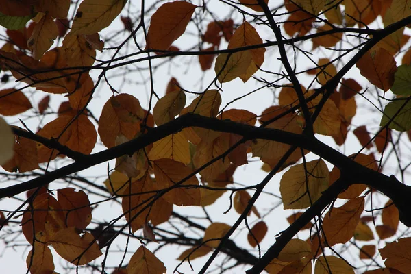 Leuchtende Herbstpflanzen Die Hell Aber Kurz Flammenden Farben Brennen — Stockfoto