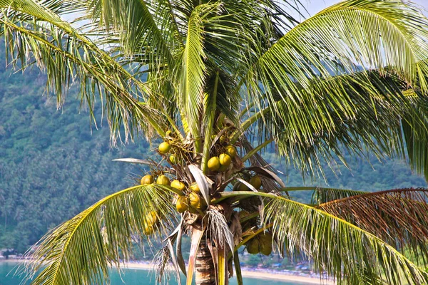 Пальмы Пляжей Таиланда — стоковое фото