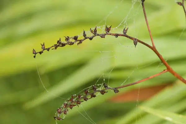 Rilliante Herfstplanten Branden Fel Maar Kort Met Vlammende Kleuren — Stockfoto