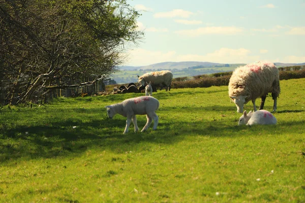 Ovelhas Cordeiros Com Casacos Enlameados Nos Campos Primavera — Fotografia de Stock