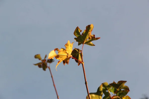 Csillogó Őszi Növények Ragyogóan Röviden Lángoló Színekkel Égnek — Stock Fotó
