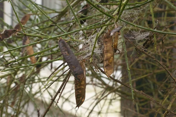 Rilliante Herfstplanten Branden Fel Maar Kort Met Vlammende Kleuren — Stockfoto