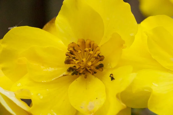 Plantes Automne Brillantes Brûlant Brillamment Mais Brièvement Avec Des Couleurs — Photo