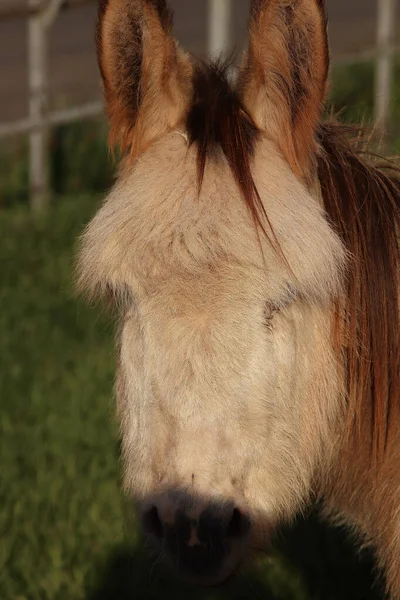 Burros Los Soleados Campos Ewyas Harold Frontera Galesa — Foto de Stock