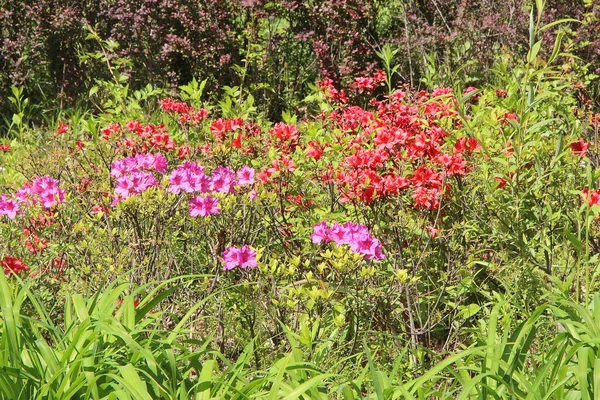 太陽の下で繁茂する熱帯植物 — ストック写真