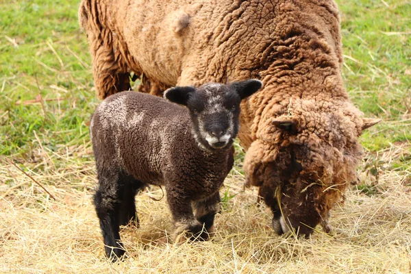 Sheep Lambs Muddy Coats Early Spring Fields — 图库照片