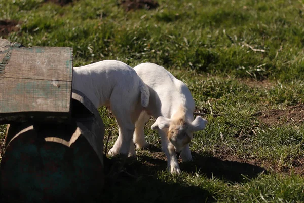 Newborn Lambs Fields Hertford — Stockfoto