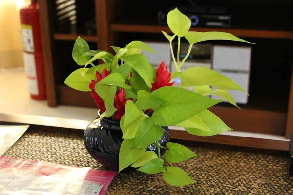 太陽の下で繁茂する熱帯植物 — ストック写真