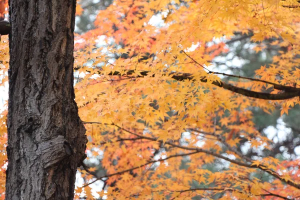 Sonbaharda Seul Ortasında Namsan Parkı Keşfetmek — Stok fotoğraf