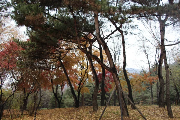 Explorando Namsan Park Meio Seul Outono — Fotografia de Stock