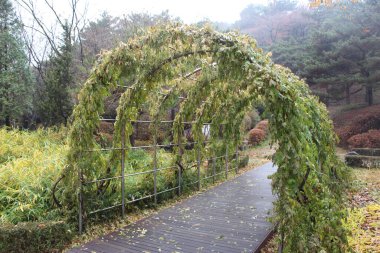 Sonbaharda Seul 'un ortasında Namsan Parkı' nı keşfetmek.