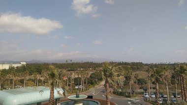 Asya 'da bir Güney Kore adası olan Jeju' nun palmiye ağaçları ve çalılıkları.