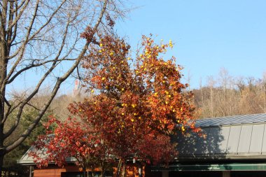 Sonbaharda Seul 'un ortasında Namsan Parkı' nı keşfetmek.