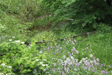 İngiltere 'nin zirvedeki bölgesinin kırsal kesimini araştırıyorum.
