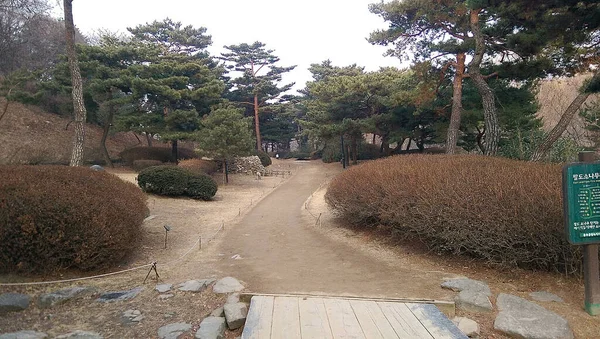 Пальмы Кустарники Чеджу Острова Южной Кореи Азии — стоковое фото