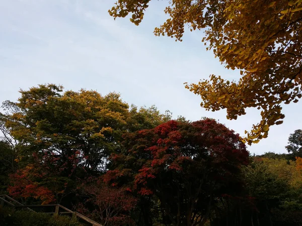 Άποψη Της Σεούλ Από Πάρκο Namsan Στη Νότια Κορέα — Φωτογραφία Αρχείου