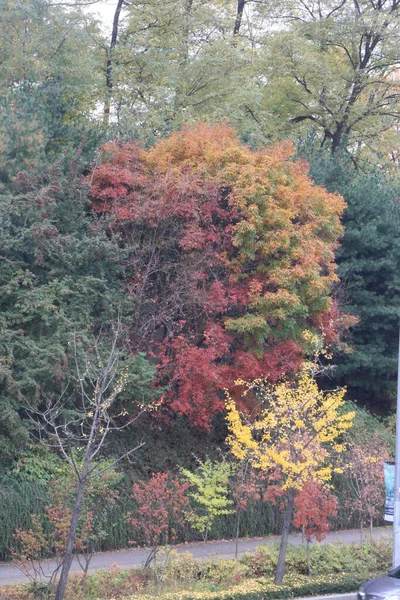 韓国の南山公園からのソウルの眺め — ストック写真