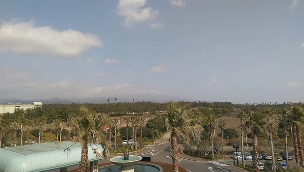 Palmiers Garrigue Jeju Une Île Corée Sud Asie — Photo