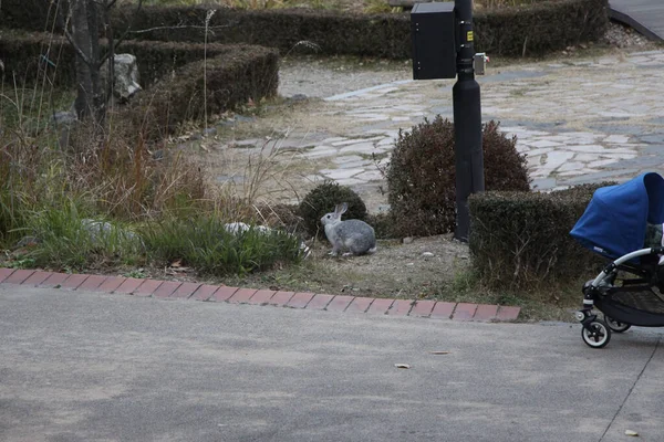 Zwiedzanie Parku Namsan Środku Seulu Jesienią — Zdjęcie stockowe