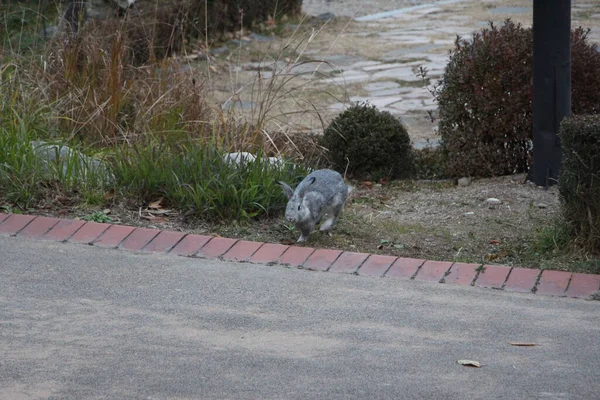 Sonbaharda Seul Ortasında Namsan Parkı Keşfetmek — Stok fotoğraf