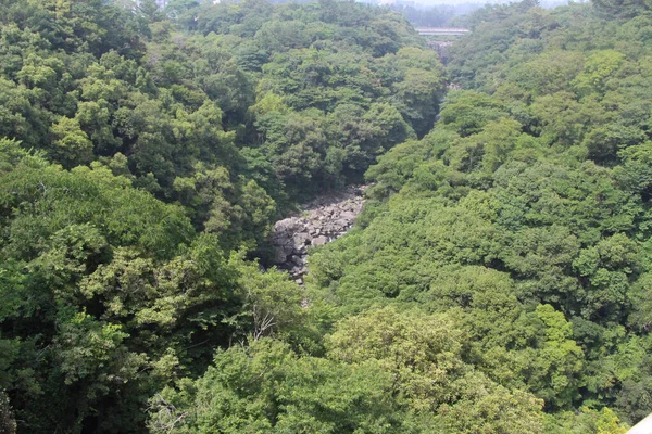 Lesy Kolem Cheonjeyeon Falls Jeju Island Jižní Koreji — Stock fotografie