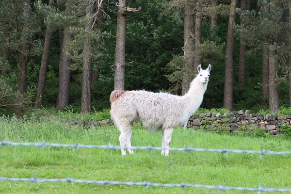 Exploring Countryside Peak District — 图库照片