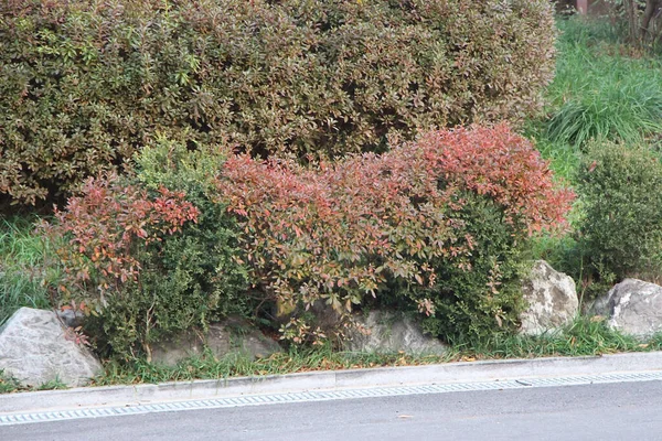 ารวจสวนน มซานกลางกร งโซลในฤด ใบไม — ภาพถ่ายสต็อก