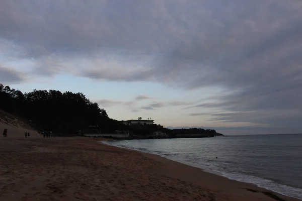 Palmy Zarośla Jeju Wyspy Korei Południowej Azji — Zdjęcie stockowe