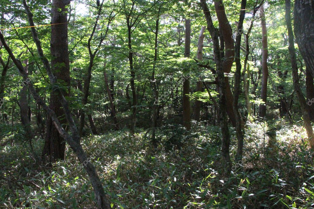 Bosques alrededor de Cheonjeyeon Falls en la isla de Jeju en Corea del