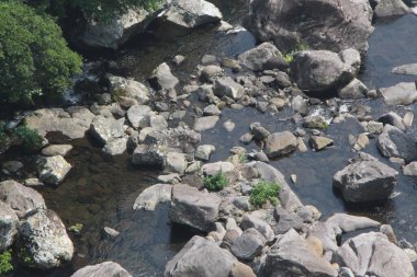 Güney Kore 'deki Jeju Adası' ndaki Cheonjeyon Şelalesi çevresindeki ormanlar.