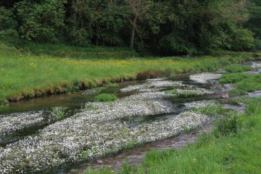 İngiltere 'nin zirvedeki bölgesinin kırsal kesimini araştırıyorum.