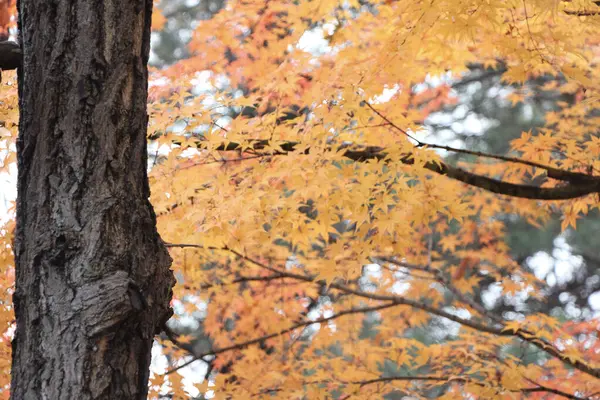 秋にソウルの真ん中にある南山公園を探索する — ストック写真