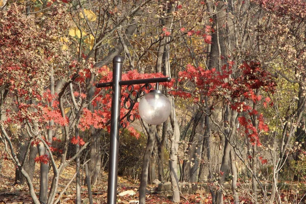 Exploring Namsan Park Middle Seoul Autumn — Stock Photo, Image