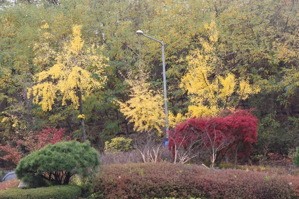 Näkymä Souliin Namsan Parkista Etelä Koreasta — kuvapankkivalokuva