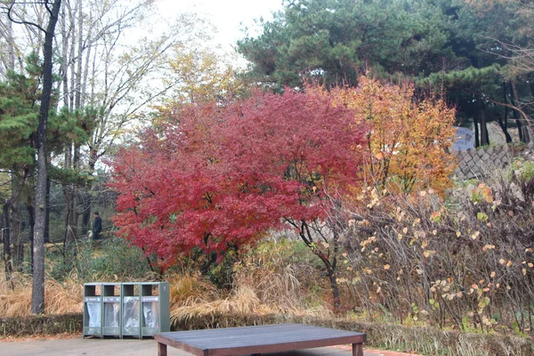 Exploration Parc Namsan Milieu Séoul Automne — Photo