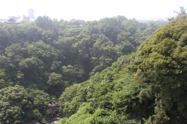 Güney Kore Deki Jeju Adası Ndaki Cheonjeyon Şelalesi Çevresindeki Ormanlar — Stok fotoğraf