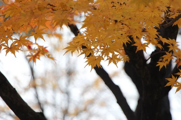 Explorando Namsan Park Medio Seúl Otoño — Foto de Stock