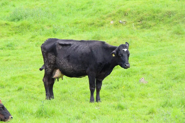 İngiltere 'nin zirvedeki bölgesinin kırsal kesimini araştırıyorum.