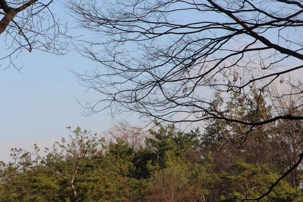 Sonbaharda Seul Ortasında Namsan Parkı Keşfetmek — Stok fotoğraf