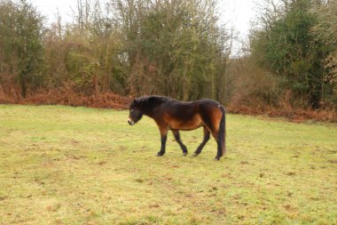 Çamurlu kış tarlalarında otlayan muhteşem kahverengi midilli