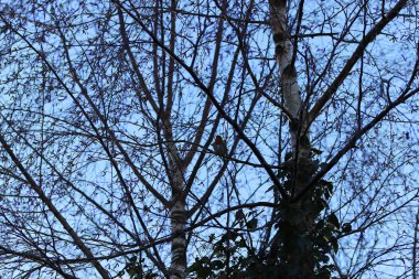 Kışın çıplak ağaç dalları