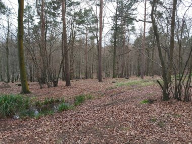 Kışın çıplak ağaç dalları