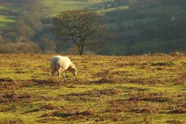 Burada kış güneşinin altında güneşlenen tepeler ve vadiler