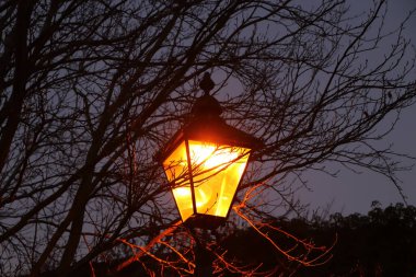 Kışın çıplak ağaç dalları