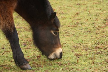 Çamurlu kış tarlalarında otlayan muhteşem kahverengi midilli
