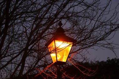 Kışın çıplak ağaç dalları