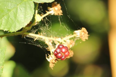 Lezzetli, yenmeyi bekleyen taze yiyecekler.